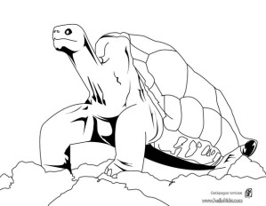 tortoise-coloring-page-am4